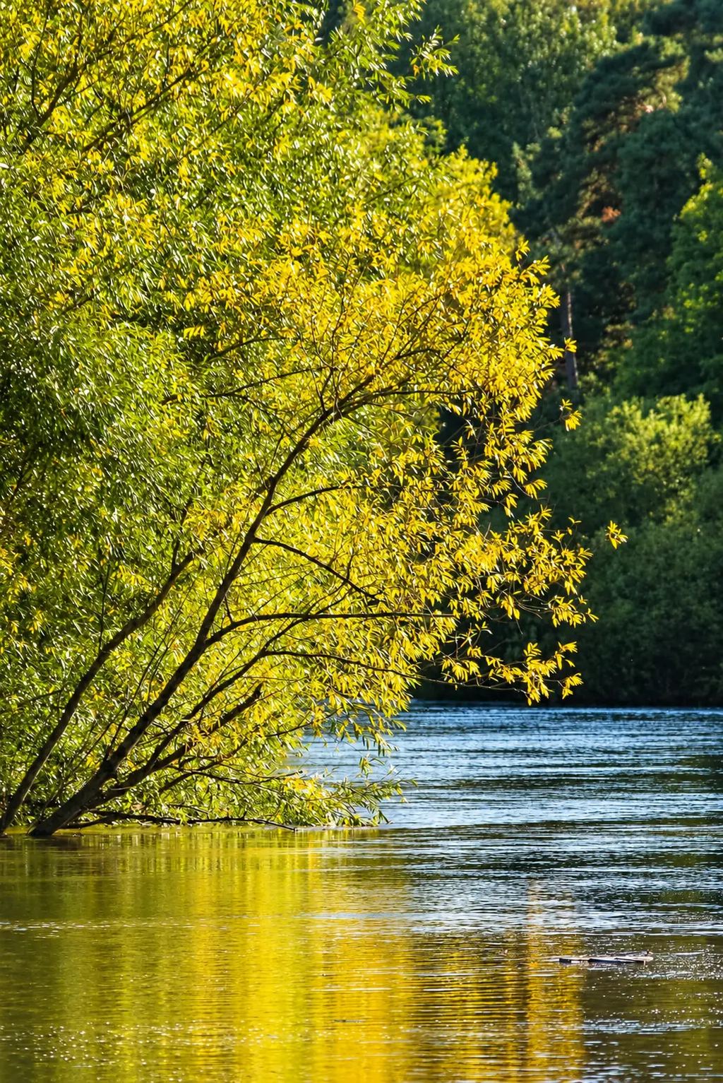 A golden willow tree leaning over calm river water at Riverside Park